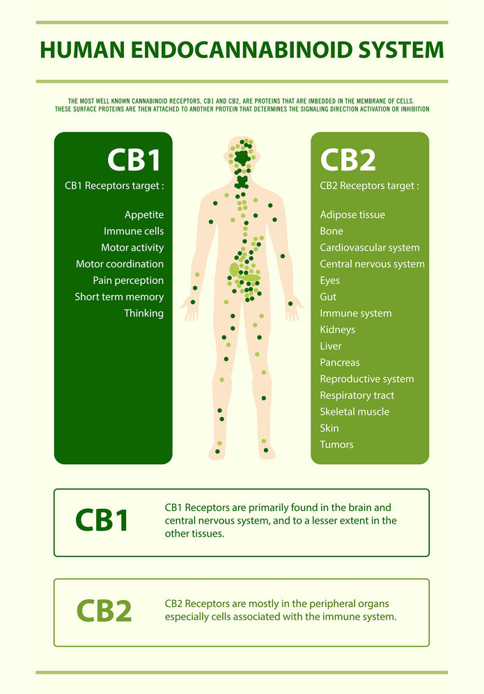 Human cannabinoid system vertical infographic