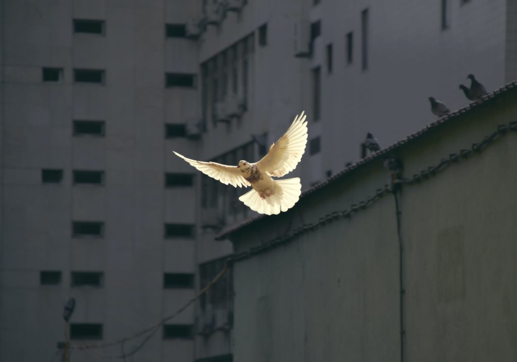 White peace dove flying in a city